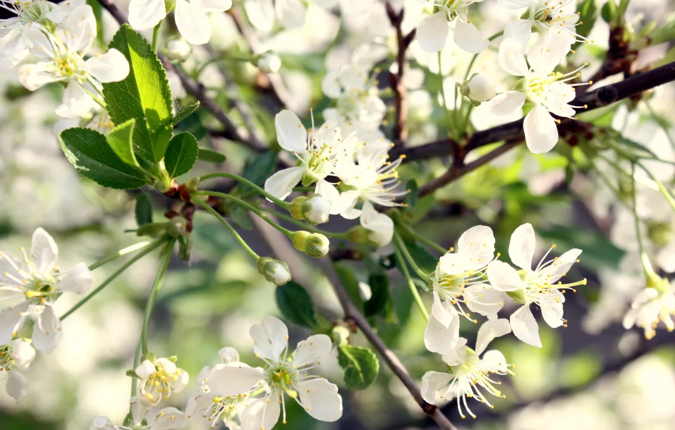 Photo wallpaper flowers, cherry, spring