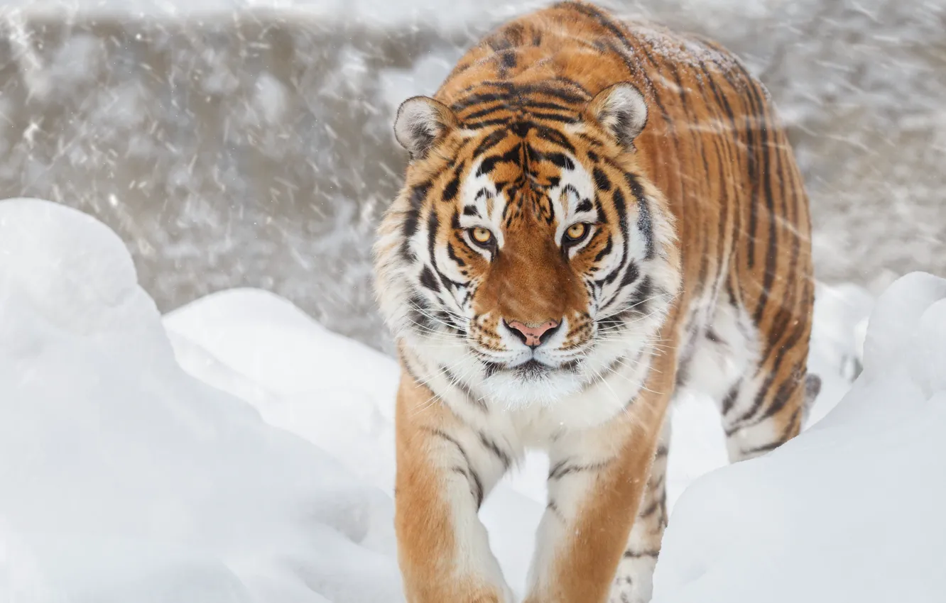 Photo wallpaper tiger, Snow, feline, Big cat