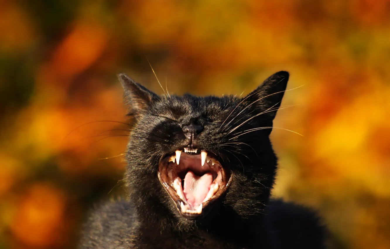 Photo wallpaper cat, cat, background, mouth, fangs, face, bokeh, black cat