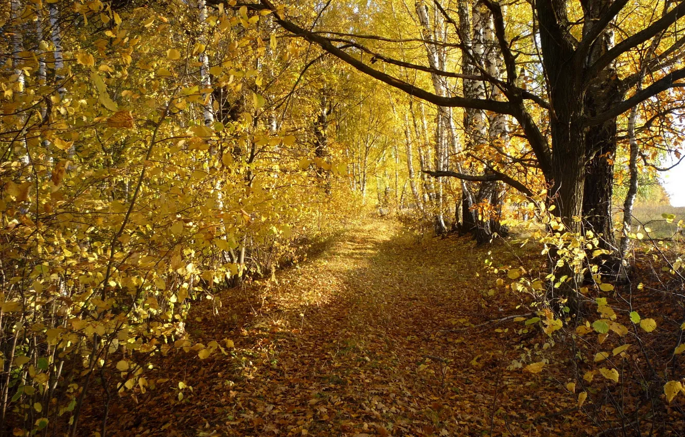 Photo wallpaper road, autumn, leaves, trees, birch, grove
