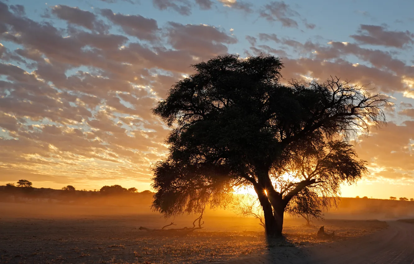Photo wallpaper road, trees, sunset, cloud