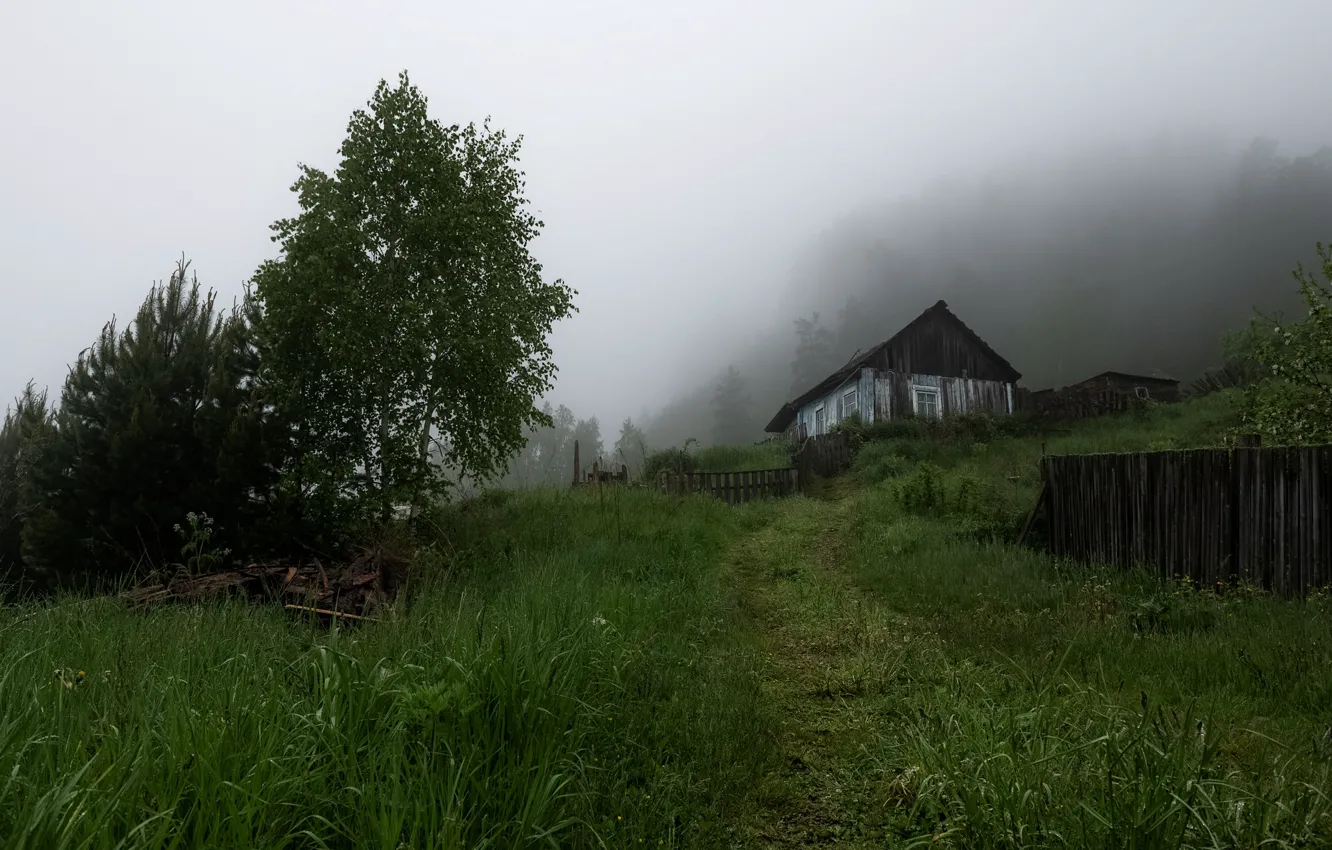 Photo wallpaper greens, summer, grass, trees, fog, hills, glade, the rise