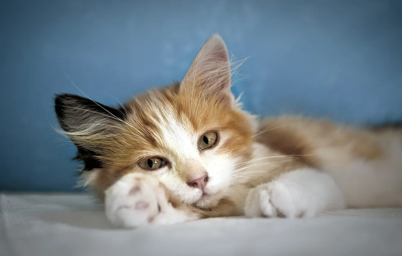 Photo wallpaper cat, look, comfort