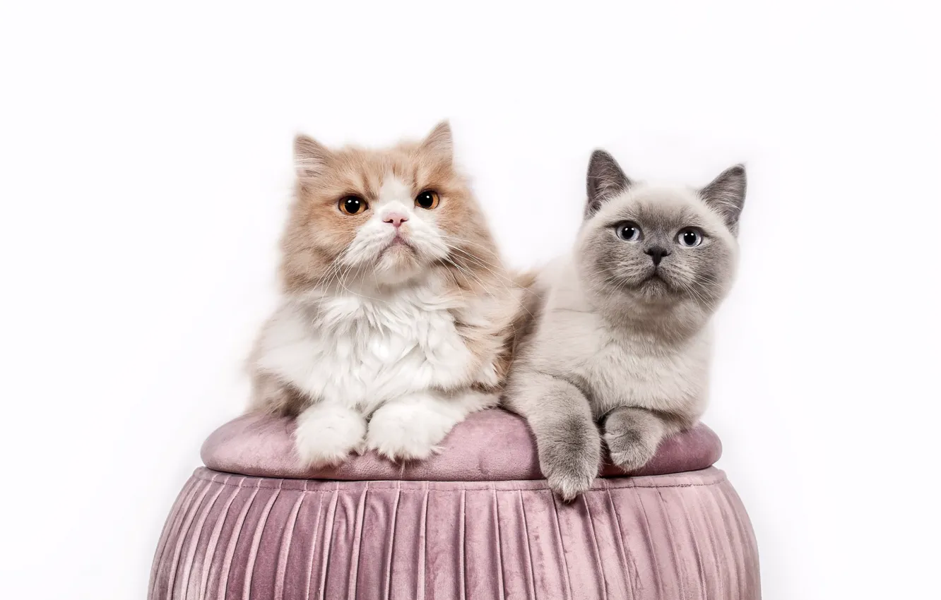Photo wallpaper cat, cat, look, grey, two, pair, white background, lies