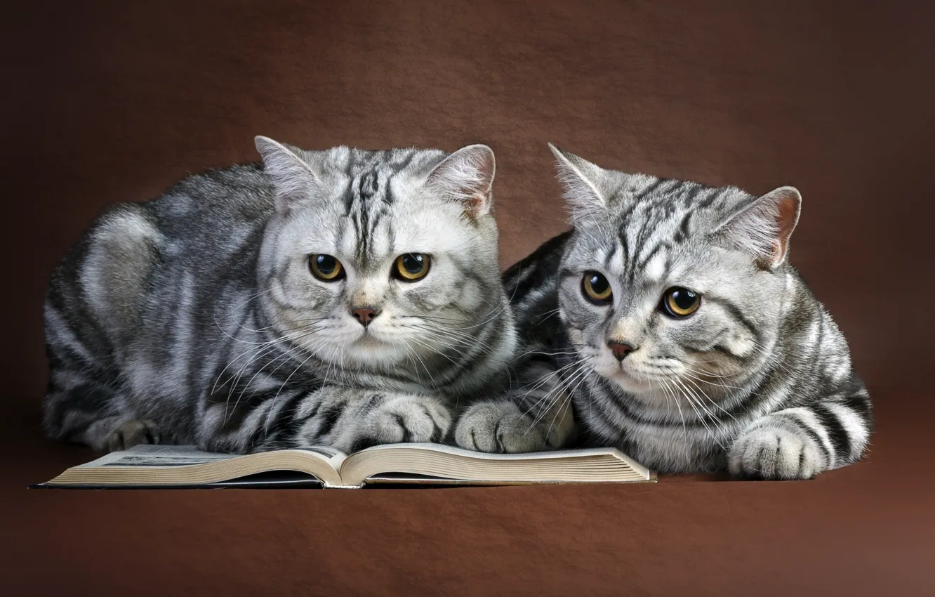 Photo wallpaper cats, book, a couple
