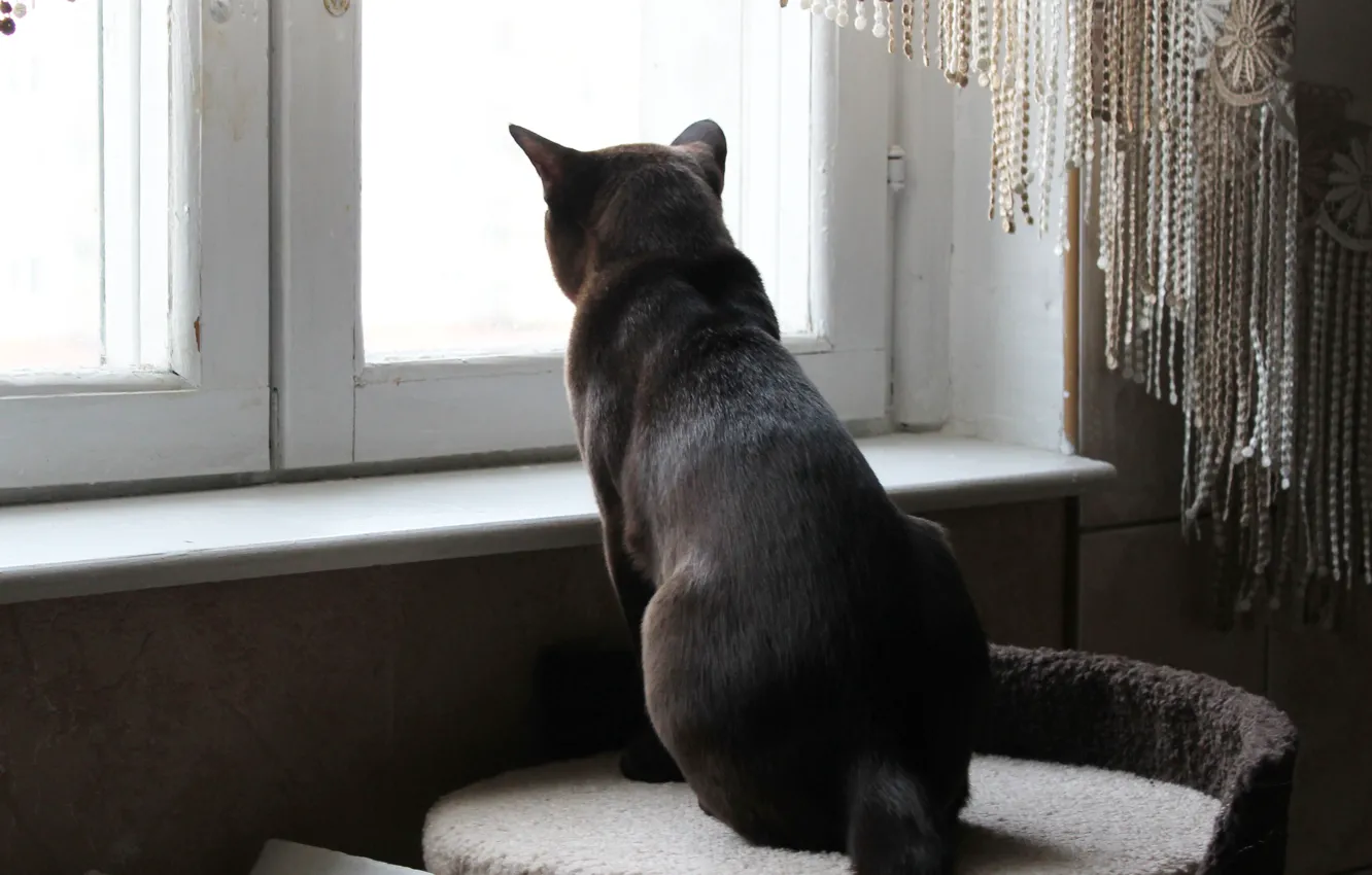 Photo wallpaper cat, window, looking into the distance
