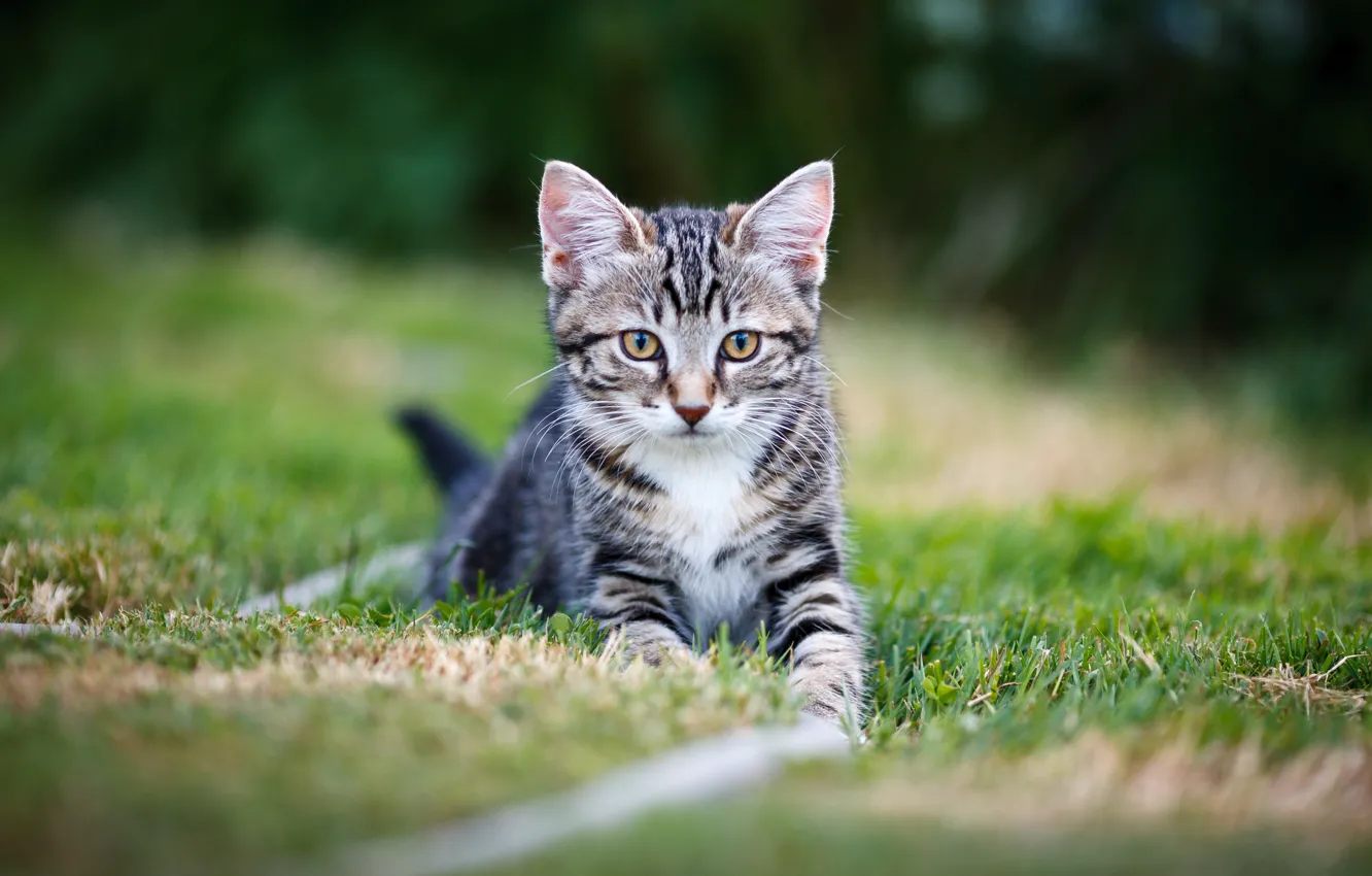 Photo wallpaper cat, grass, kitty, glade, kitty