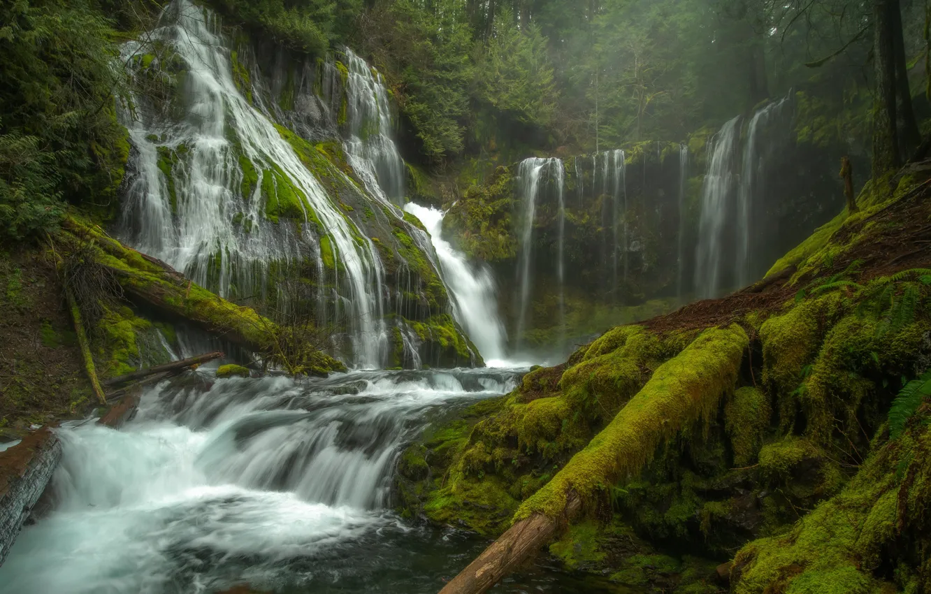 Photo wallpaper forest, waterfall, moss, haze, Creek Falls