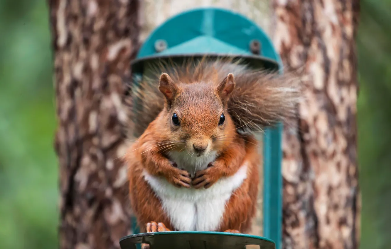 Photo wallpaper look, trees, nature, pose, Park, background, portrait, legs