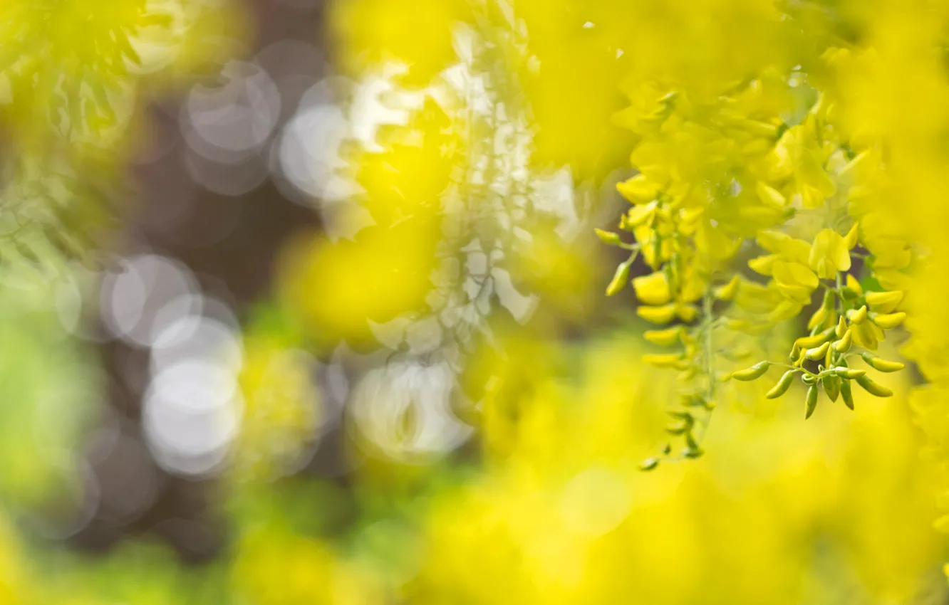 Photo wallpaper macro, flowers, Japan, bokeh, acacia