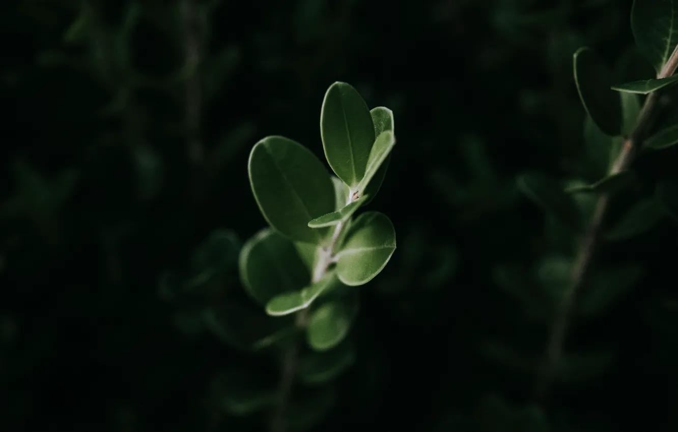 Photo wallpaper leaves, macro, plant, green