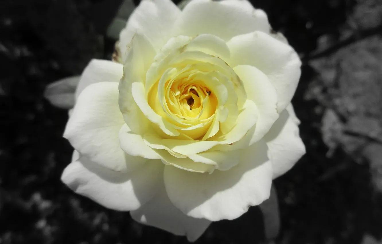 Photo wallpaper roses, yellow rose, Meduzanol ©, Summer 2018