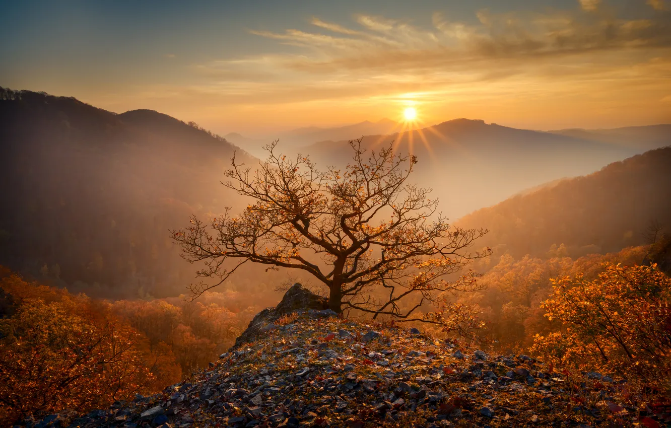 Photo wallpaper autumn, the sun, horizon, haze, lonely tree, Moravek Martin