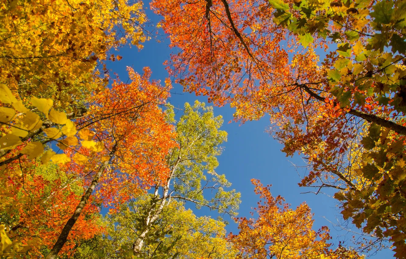 Photo wallpaper autumn, the sky, leaves, trees, crown