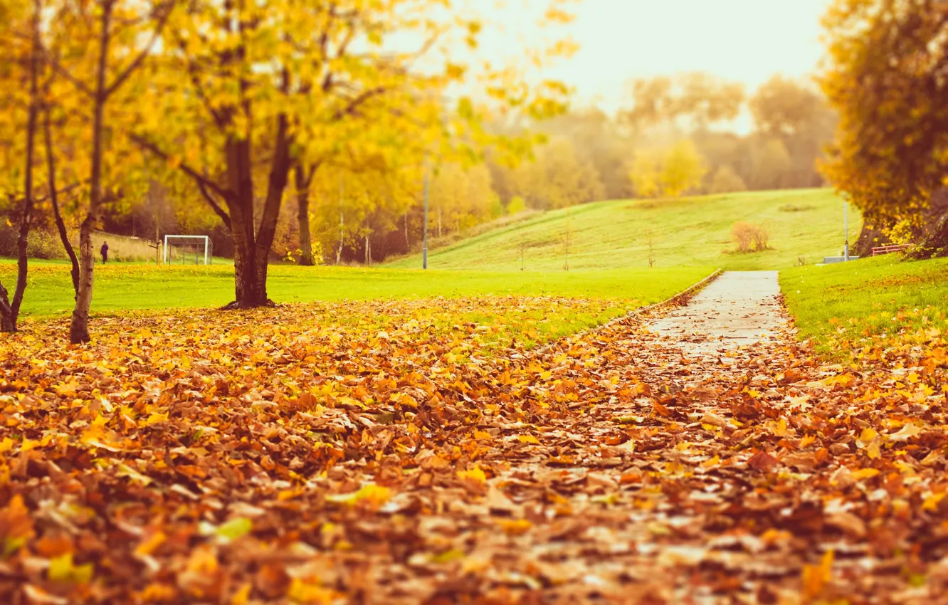 Photo wallpaper road, autumn, grass, leaves, trees, nature, Park, lawn