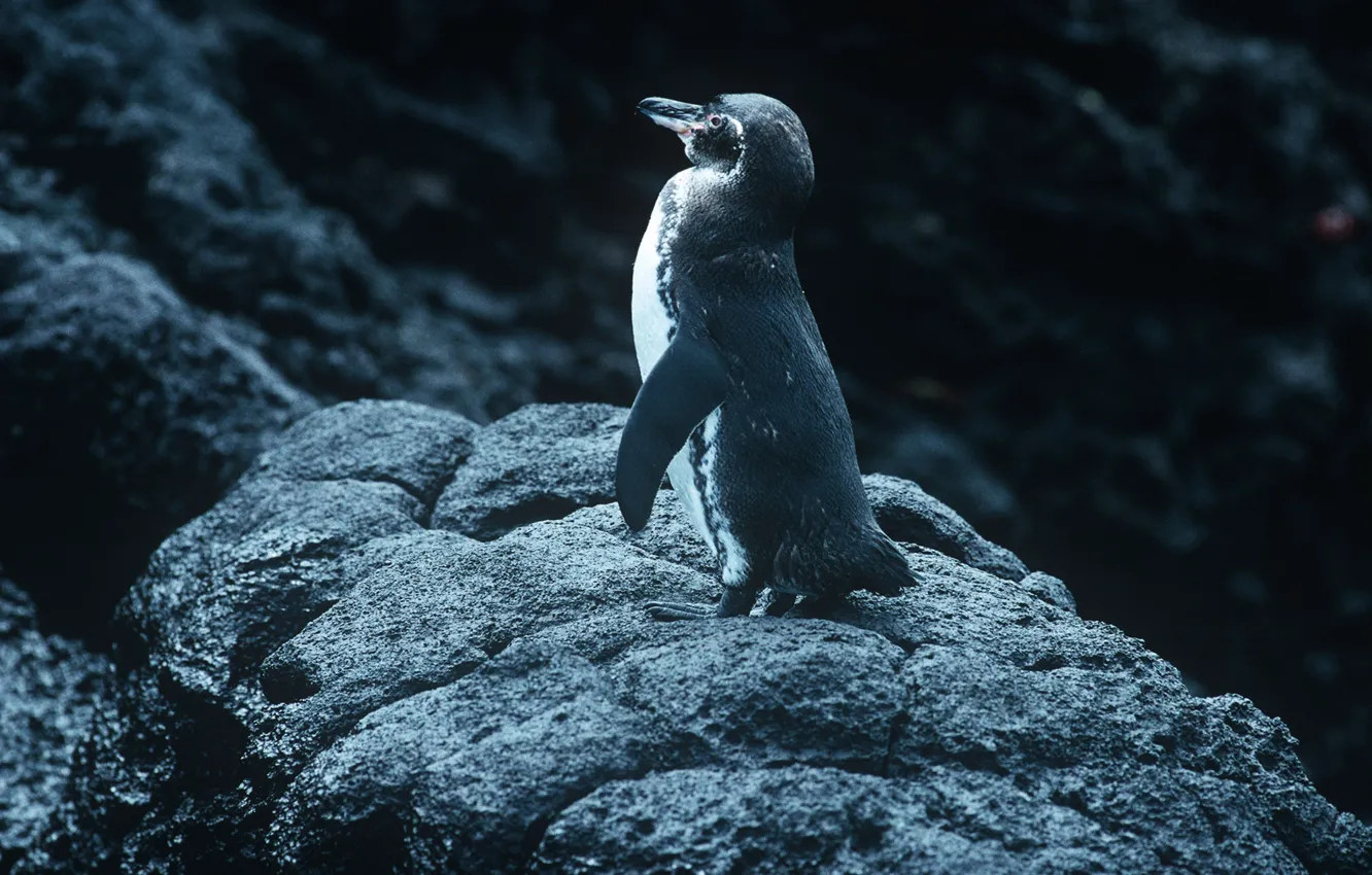 Photo wallpaper bird, stones, penguin