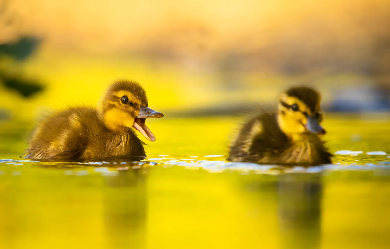 Photo wallpaper water, nature, pair, duck, Chicks