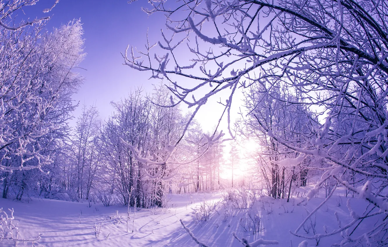 Photo wallpaper winter, the sun, snow, trees, nature