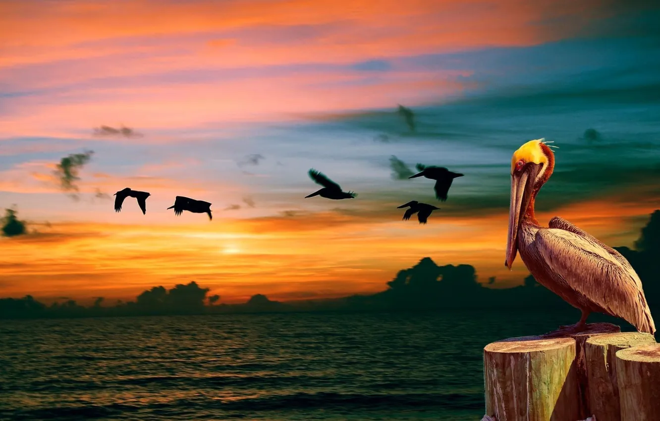 Photo wallpaper HORIZON, The SKY, CLOUDS, FLIGHT, SUNSET, PACK, BEAK, BIRDS