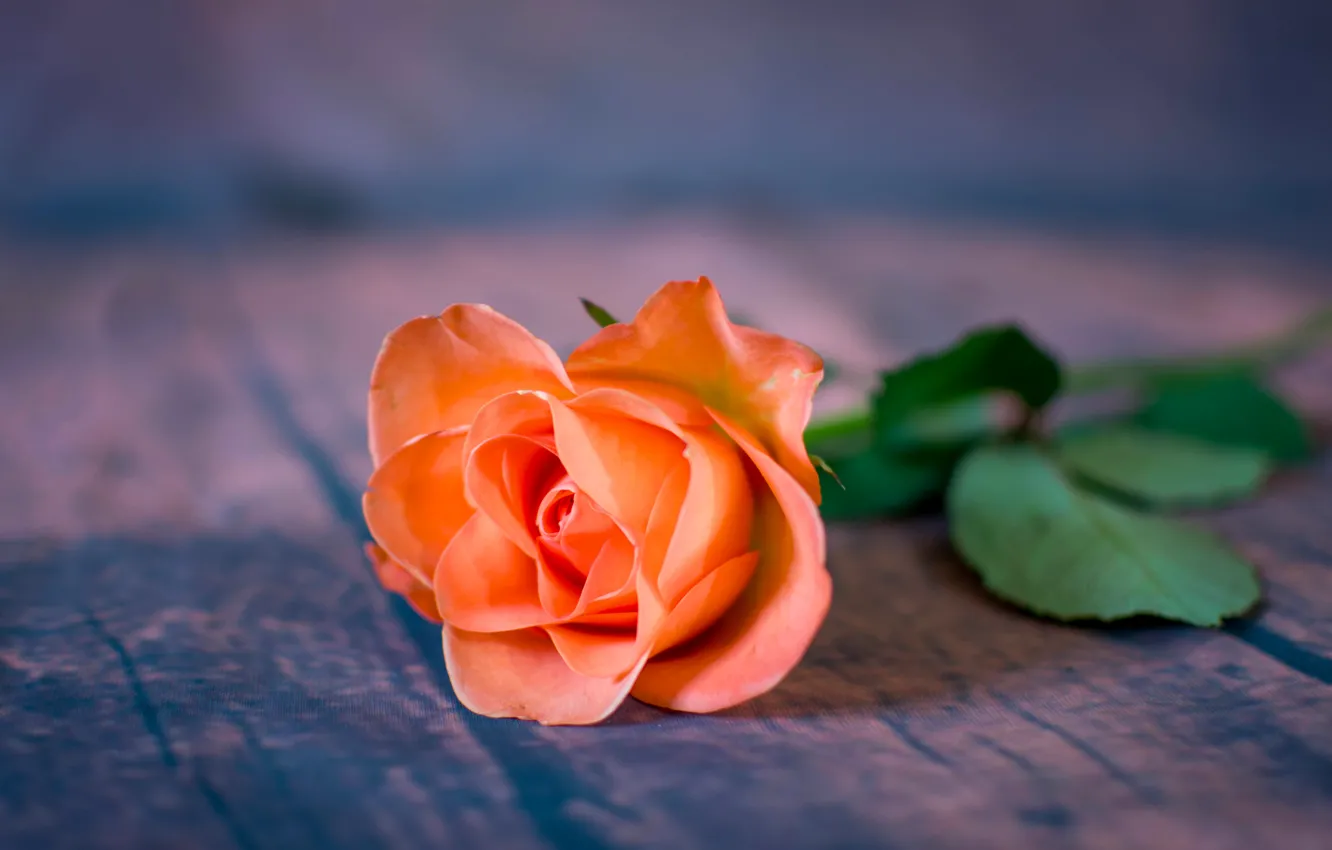 Photo wallpaper macro, roses, bokeh