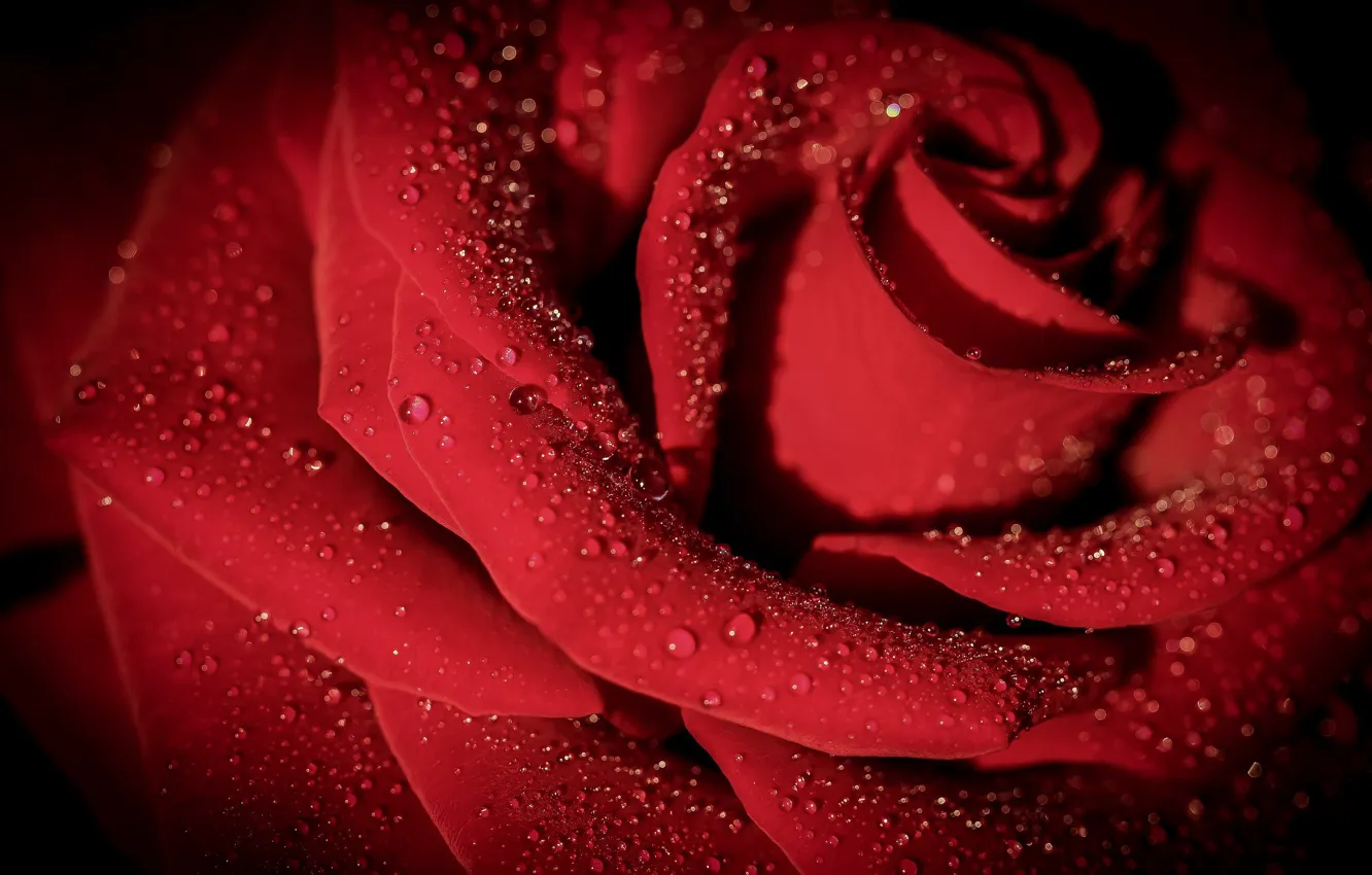 Photo wallpaper buds, petals, macro, roses, Rosa, drops