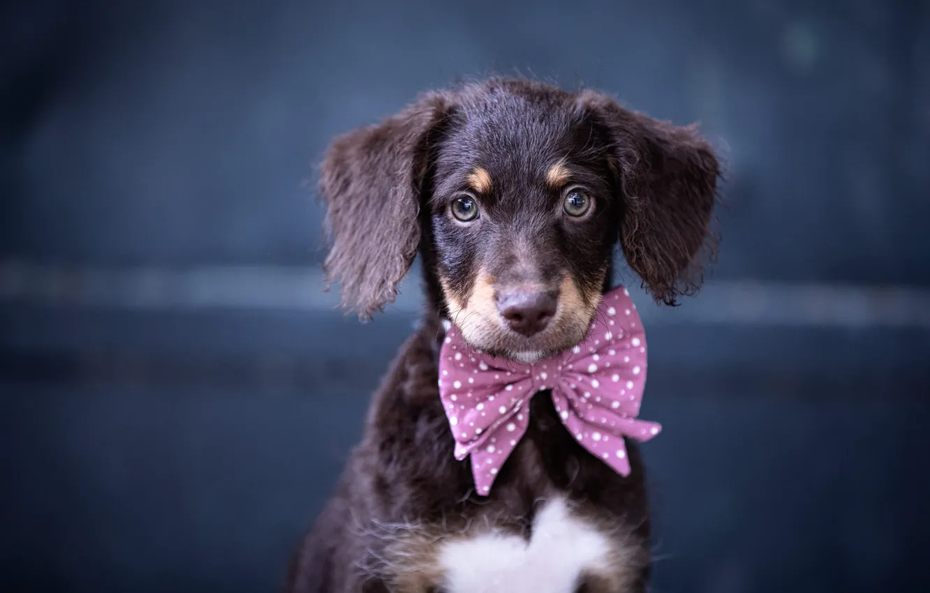 Photo wallpaper look, nature, portrait, dog, puppy, Dachshund, face, bow