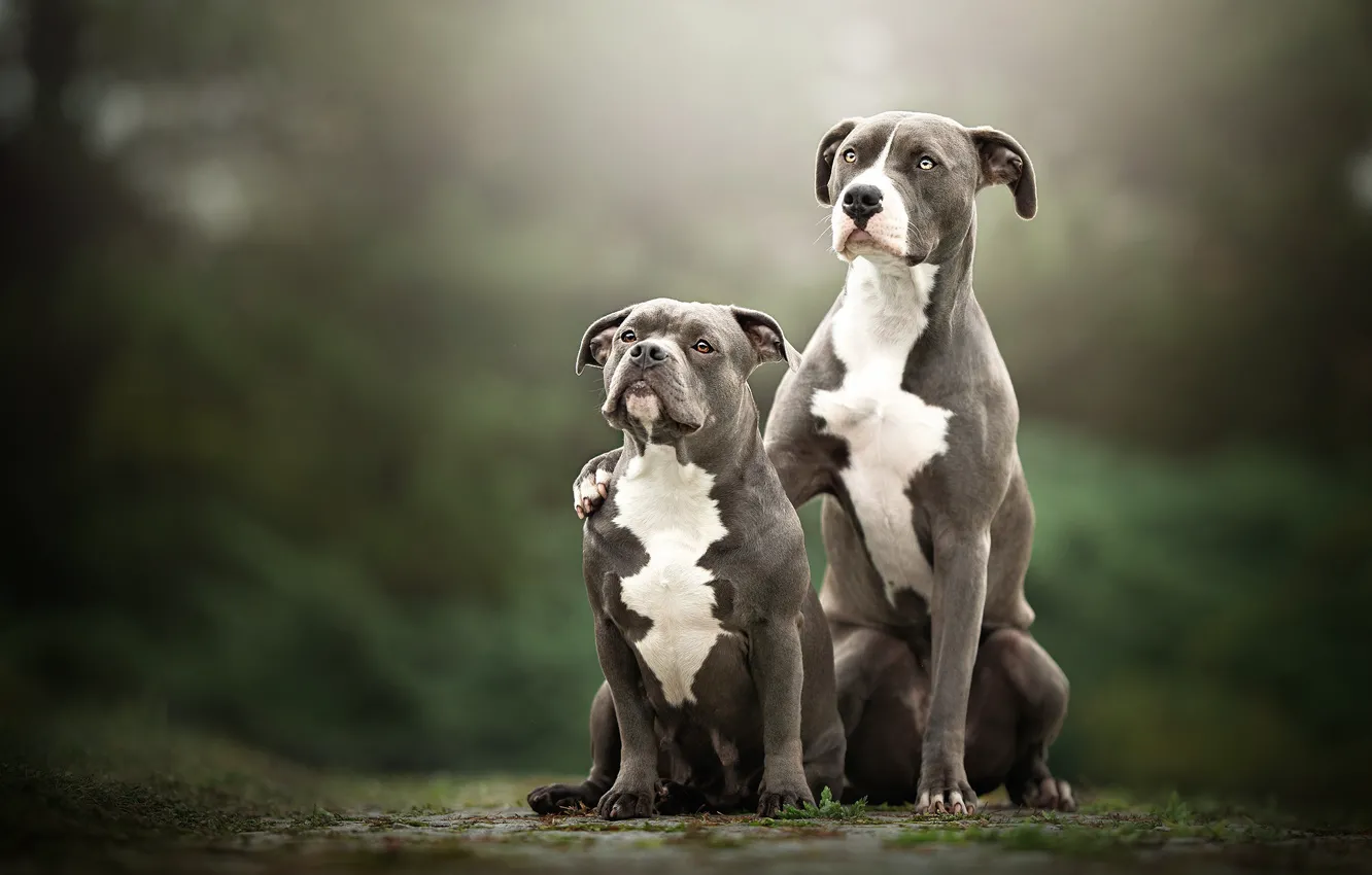 Photo wallpaper dogs, look, nature, background, together, two, pair, grey