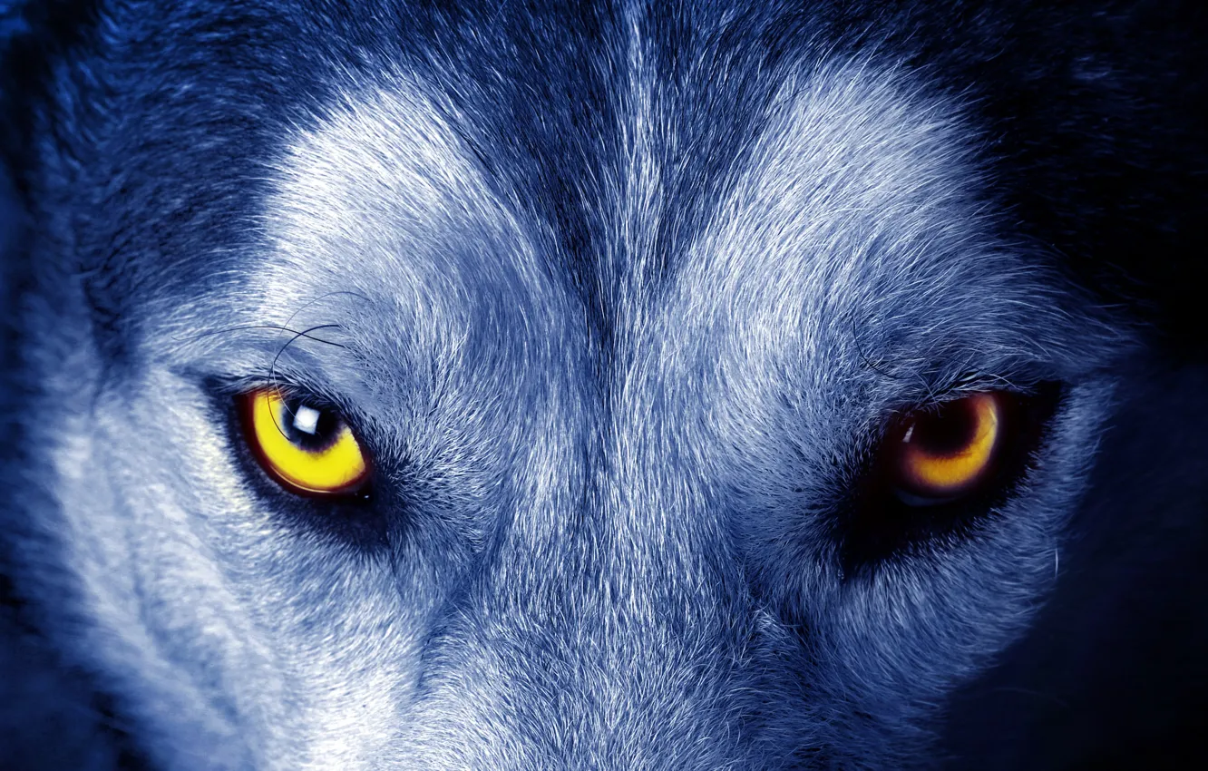 Photo wallpaper eyes, look, wool, Wolf