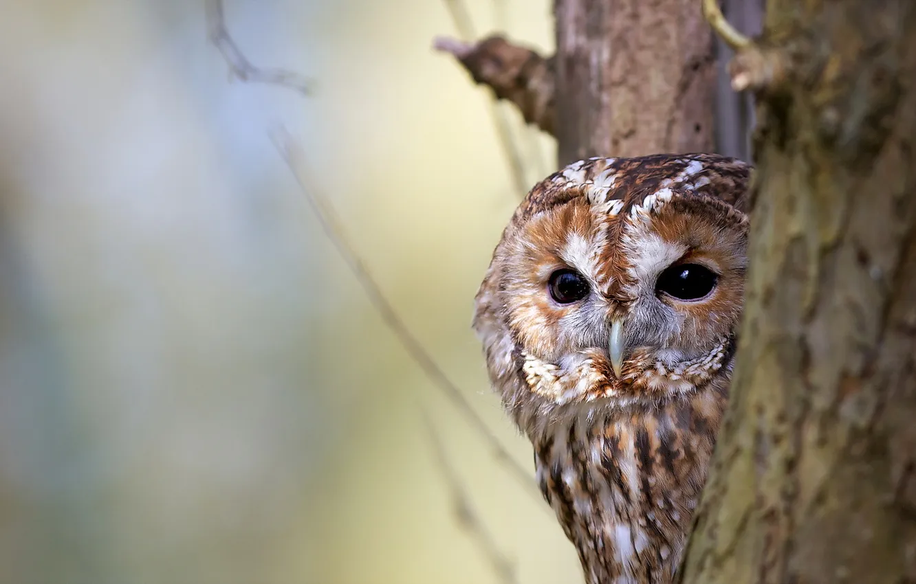 Photo wallpaper nature, owl, bird