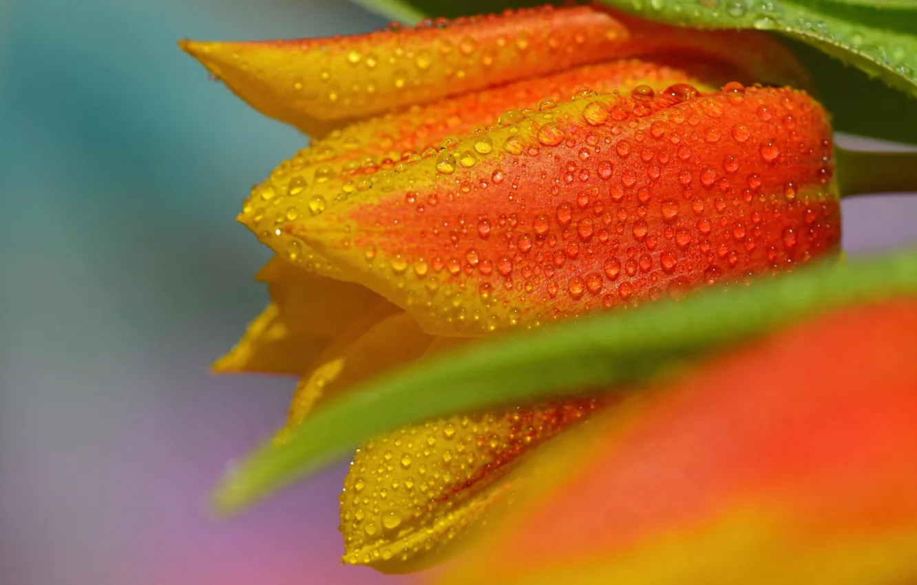 Photo wallpaper drops, macro, flowers, Rosa, tulips