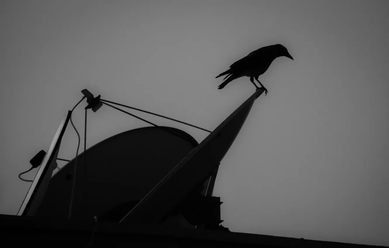 Photo wallpaper bird, crow