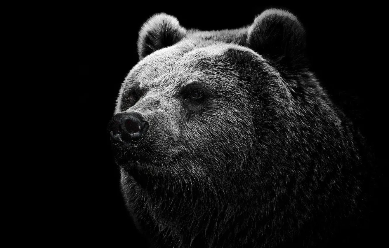 Photo wallpaper BACKGROUND, WOOL, MOUTH, BLACK, FACE, BEAR, HEAD