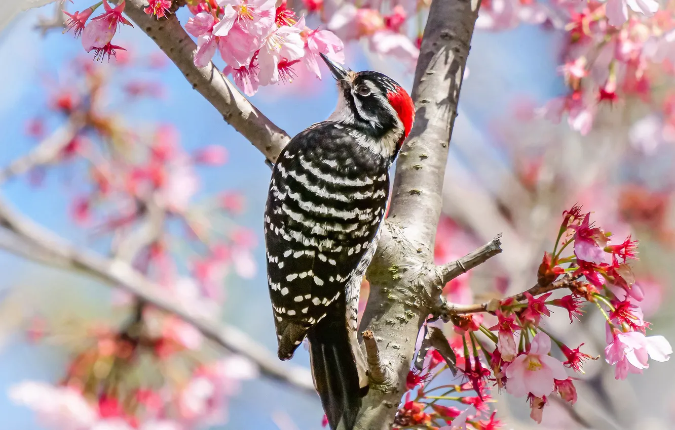 Photo wallpaper cherry, tree, bird, spring, woodpecker, flowering, flowers, cherry blossoms