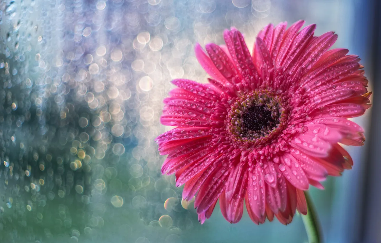 Photo wallpaper flower, glass, drops, rain, pink, window, flower, pink