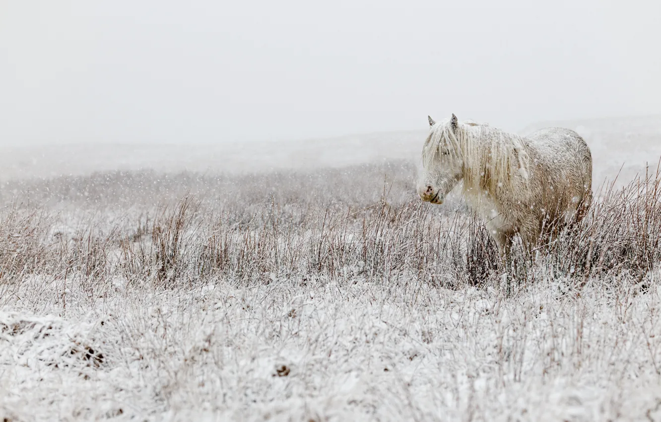 Photo wallpaper winter, field, white, snow, nature, horse, horse, pasture