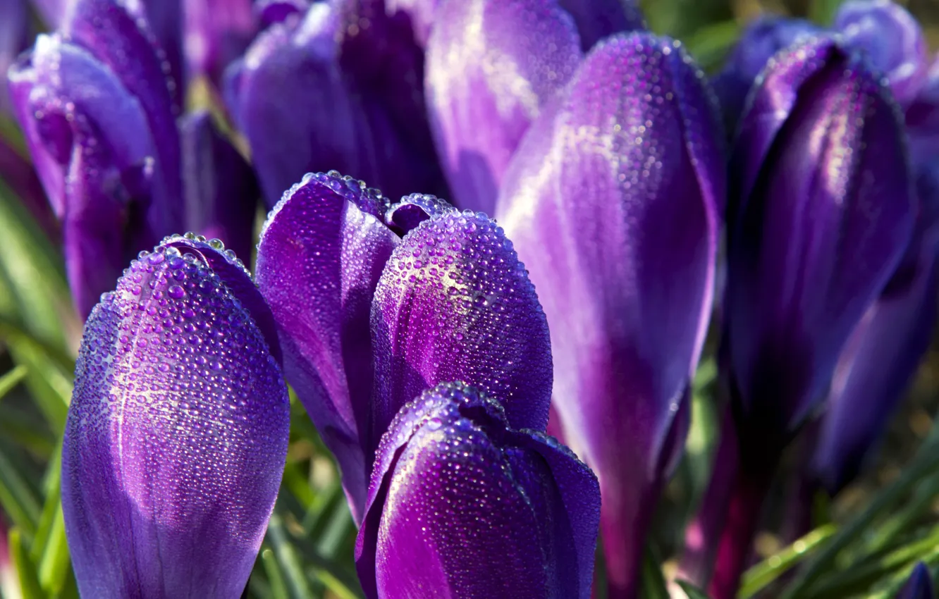 Photo wallpaper purple, flowers, droplets, Rosa, spring, petals, crocuses