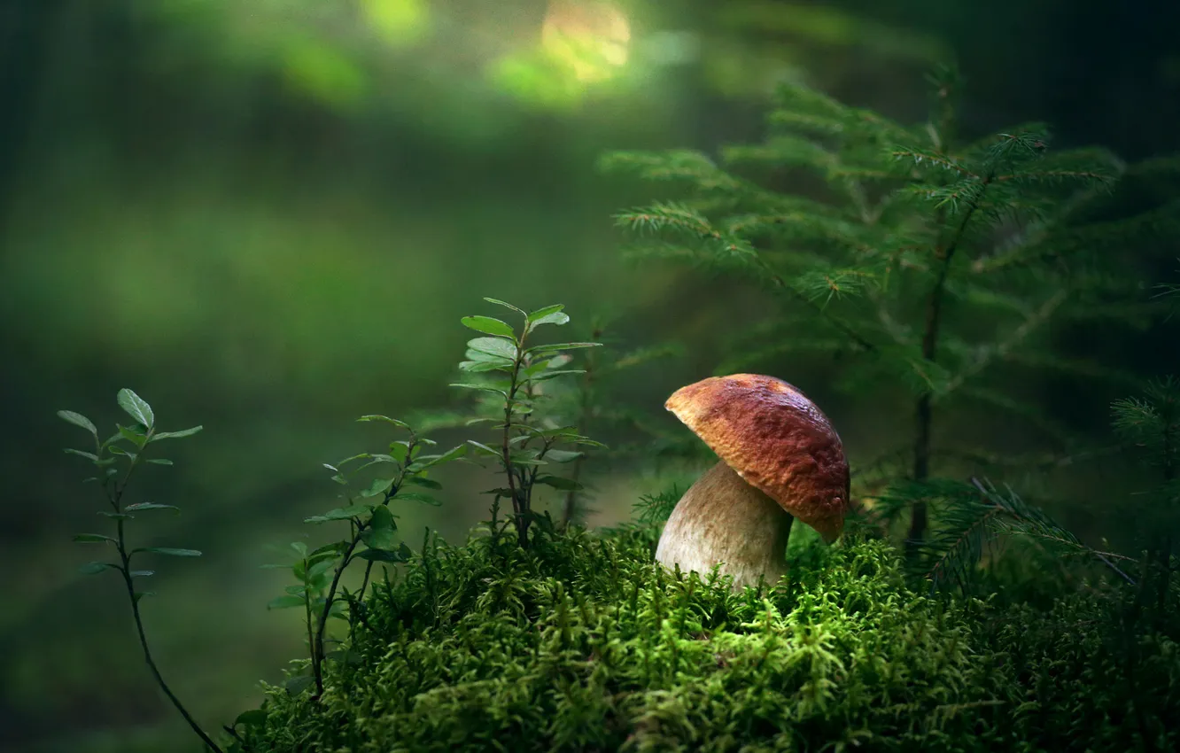 Photo wallpaper forest, mushrooms, moss, needles, clearing, bokeh, White mushroom