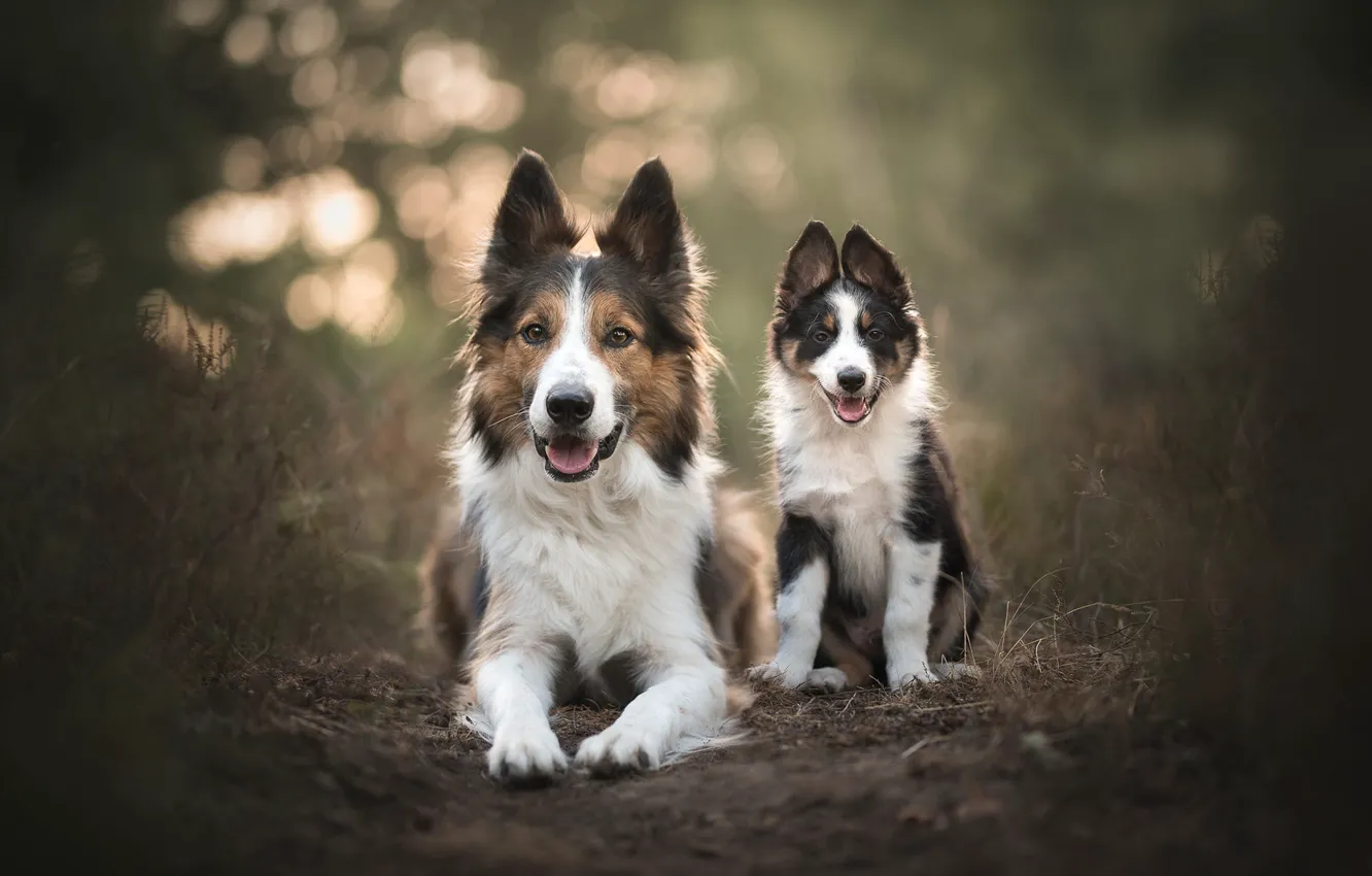 Photo wallpaper forest, language, dogs, grass, look, light, nature, pose