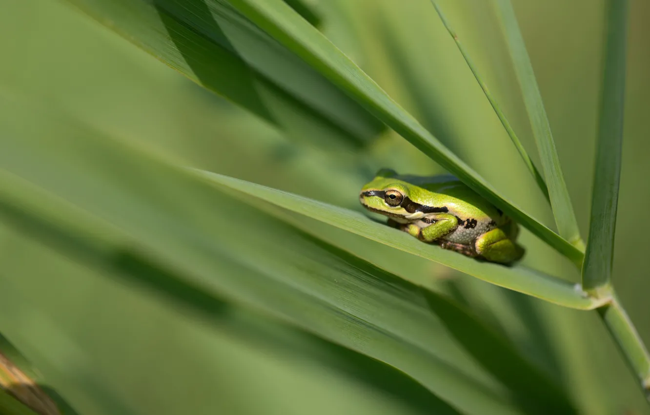 Photo wallpaper grass, leaves, nature, frog, green