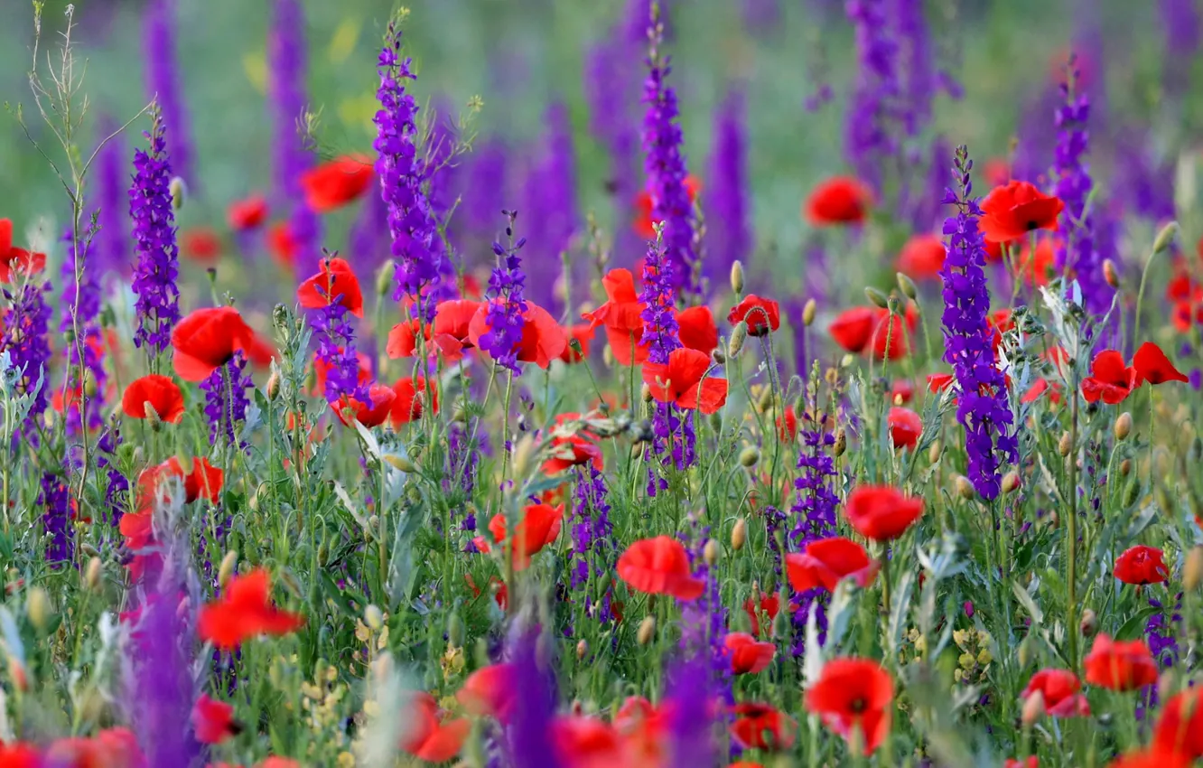 Photo wallpaper field, nature, Maki, meadow