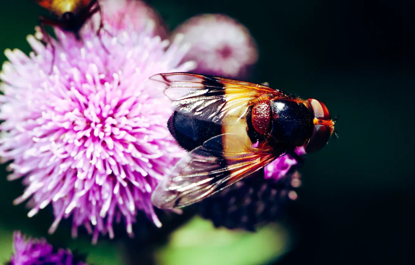 Photo wallpaper macro, fly, insect, fly, flower, pink