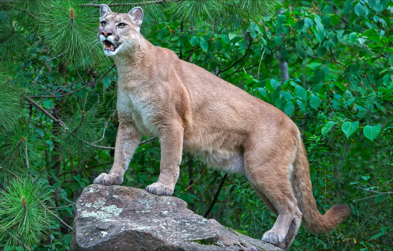 Photo wallpaper cat, look, nature, predator, Puma, Predator, animals, nature