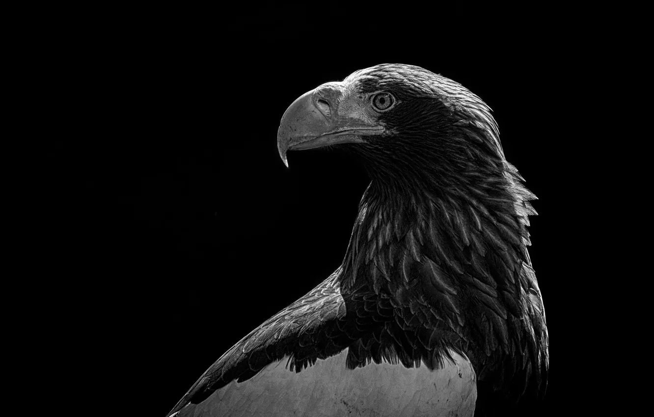 Photo wallpaper animal, bird, eagle, bird, eagle, animal