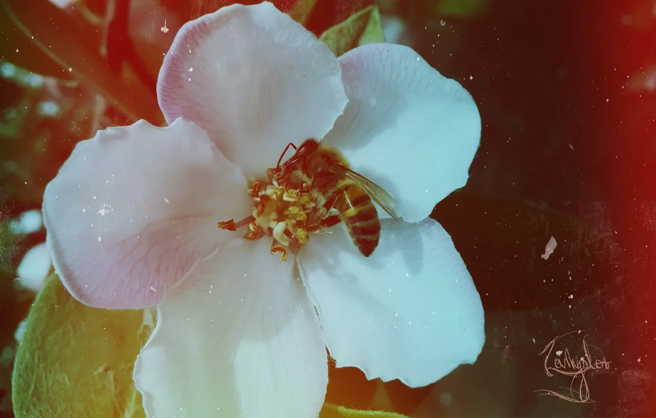 Photo wallpaper flower, retro, bee, spring