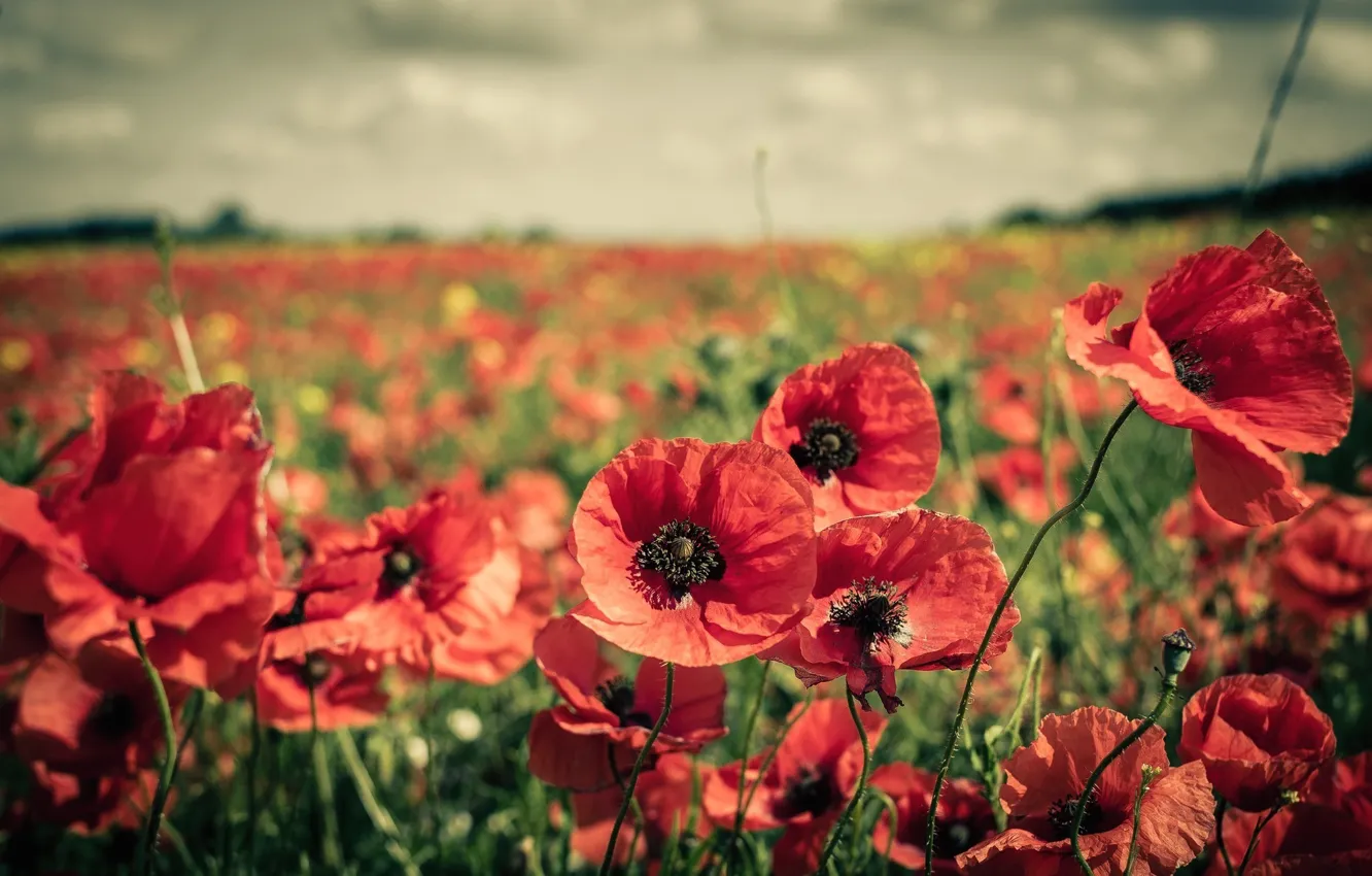 Photo wallpaper field, flowers, Maki, red, a lot