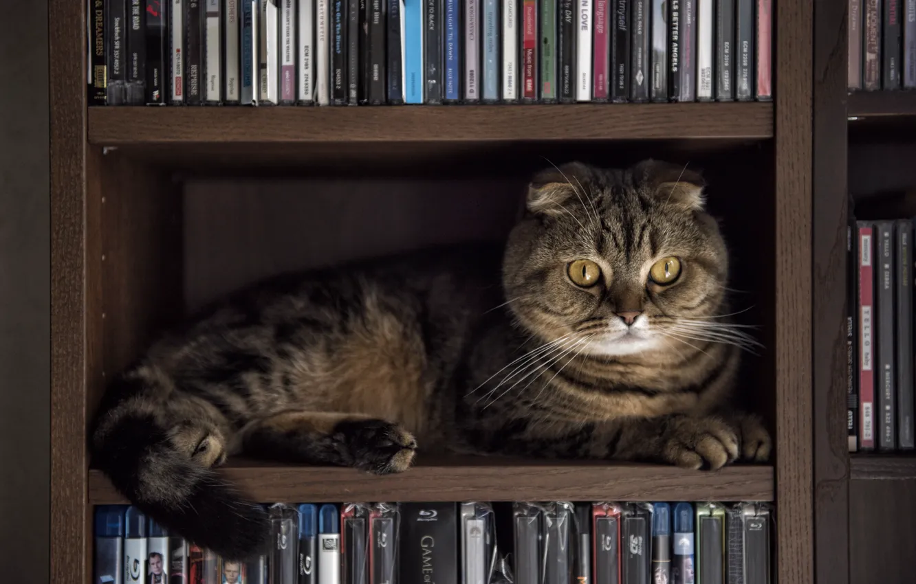 Photo wallpaper cat, animal, shelves, rack, Edgars Gerskovics