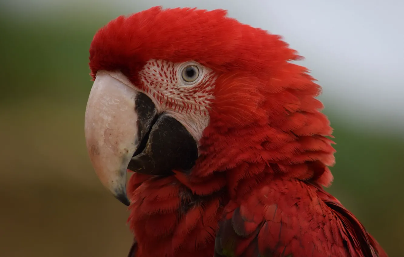 Photo wallpaper red, bird, Parrot, Ara