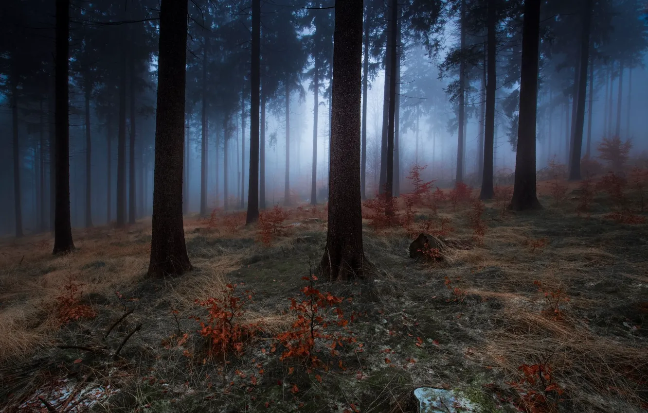 Photo wallpaper forest, trees, nature, fog, twilight