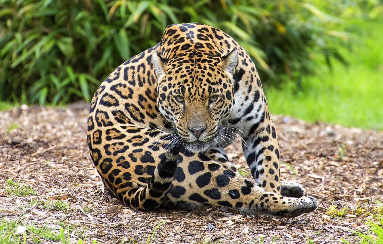 Photo wallpaper look, nature, pose, glade, Jaguar, sitting
