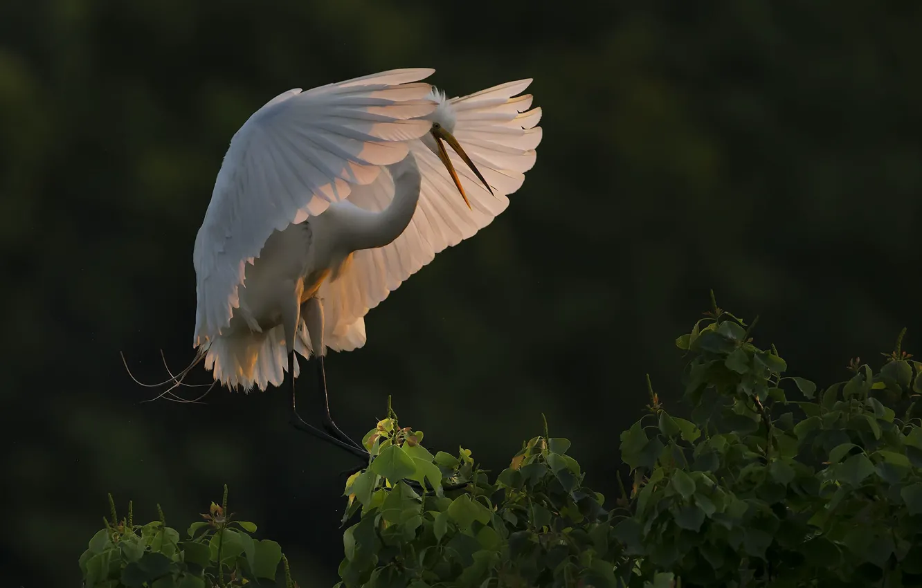 Photo wallpaper branches, bird, wings, Heron